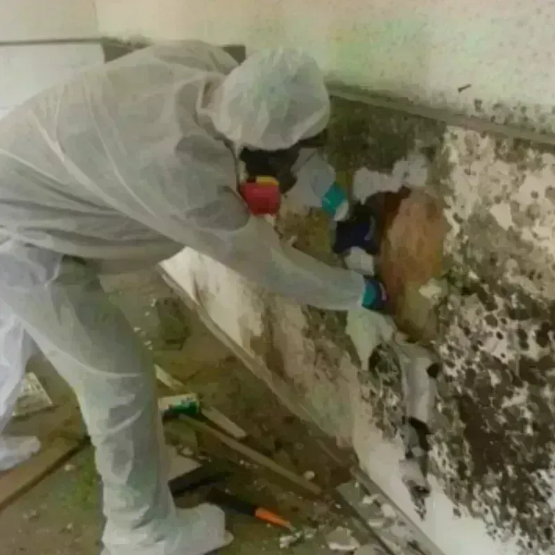 Mold Remediation and Removal in Minot, ME